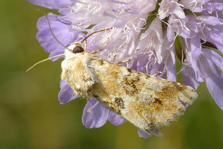 Eremobia ochroleuca.