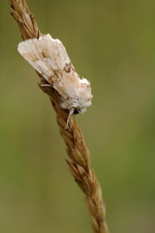 Eremobia ochroleuca.