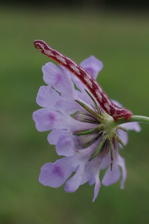 Eupithecia centaureata.