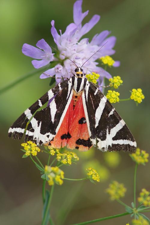 Euplagia quadripunctaria.