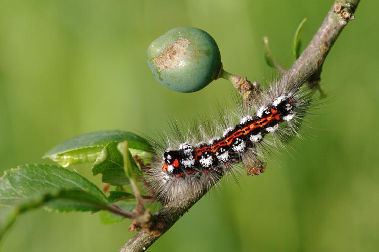 Euproctis similis.