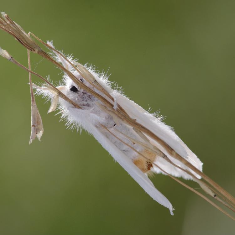 Euproctis similis.