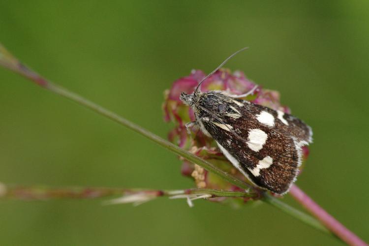 Eurrhypis pollinalis.