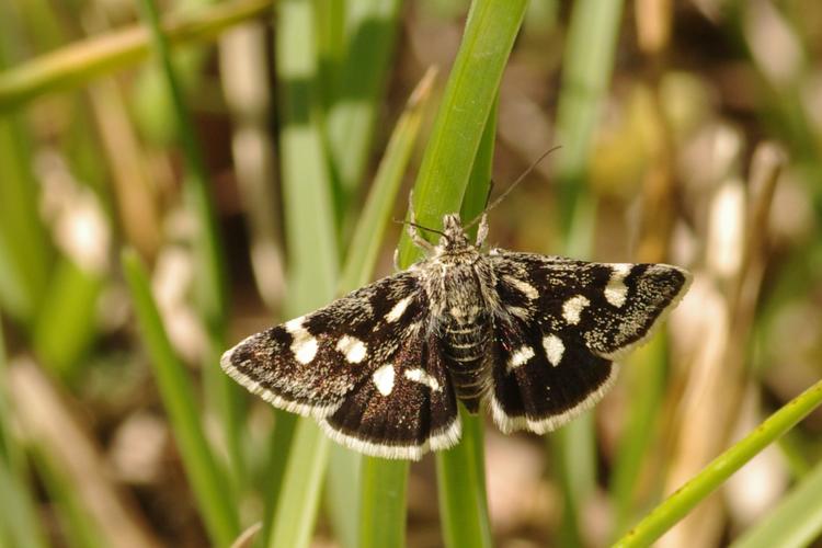 Eurrhypis pollinalis.