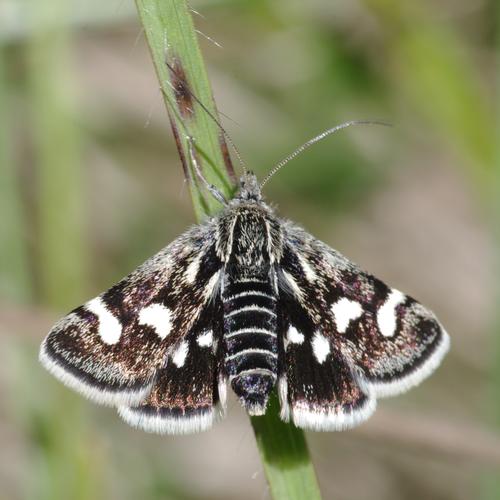 Eurrhypis pollinalis.