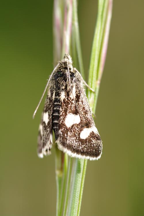 Eurrhypis pollinalis.