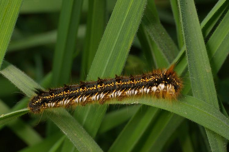 Euthrix potatoria.