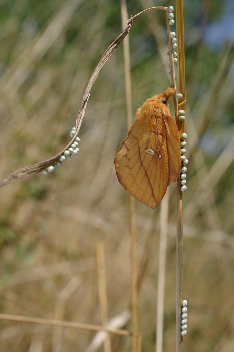 Euthrix potatoria.