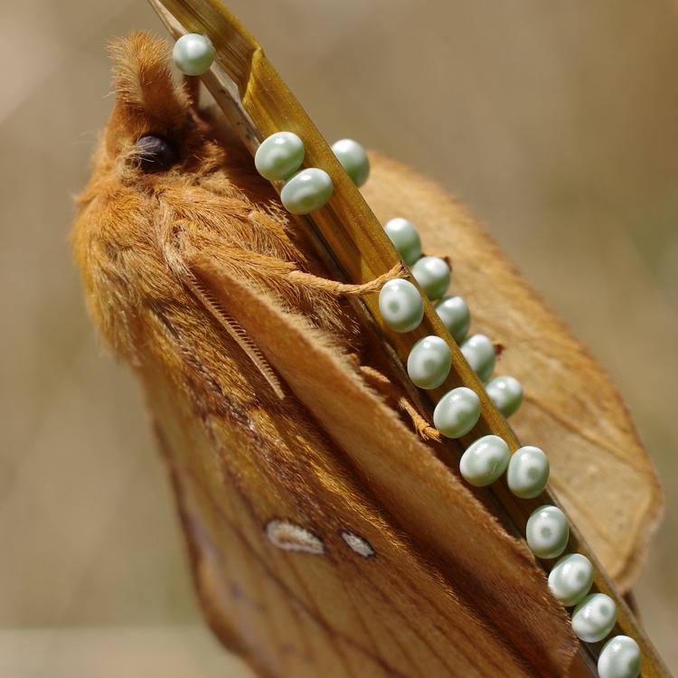 Euthrix potatoria.