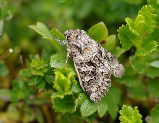 Hecatera bicolorata.