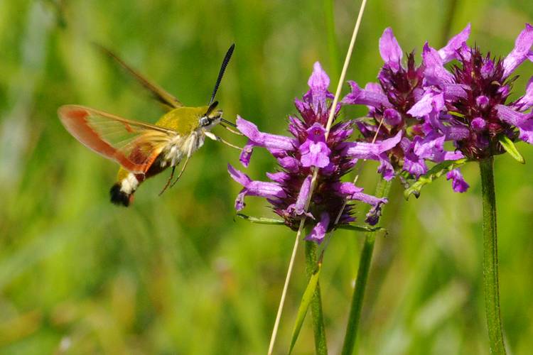 Hemaris fuciformis.