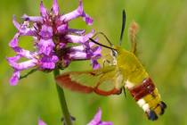 Hemaris fuciformis