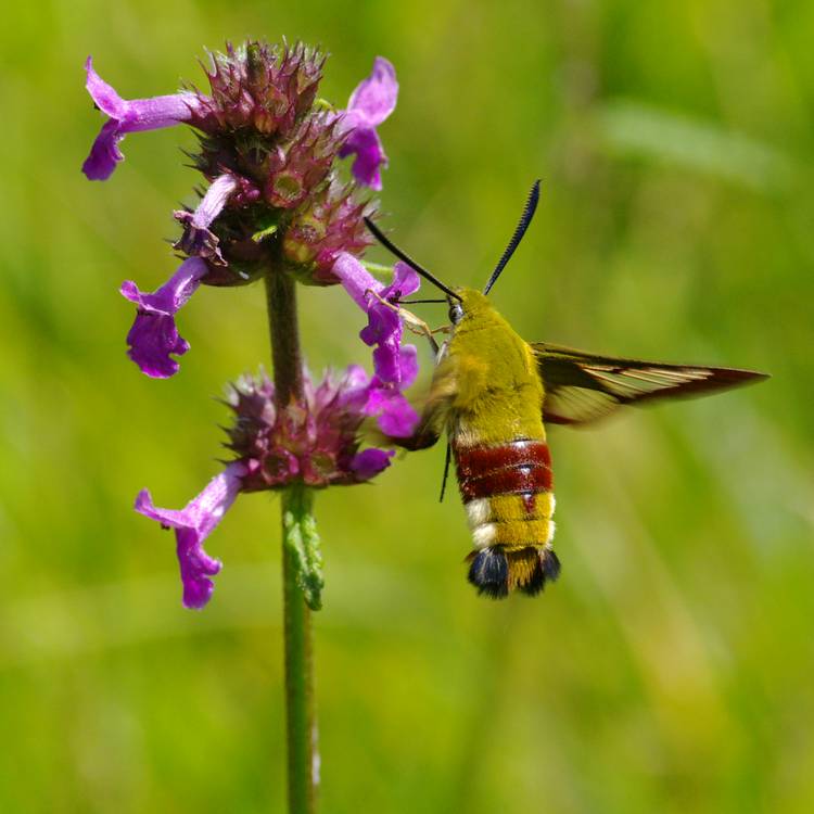 Hemaris fuciformis.