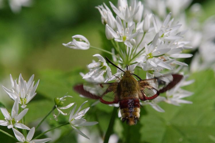 Hemaris fuciformis.