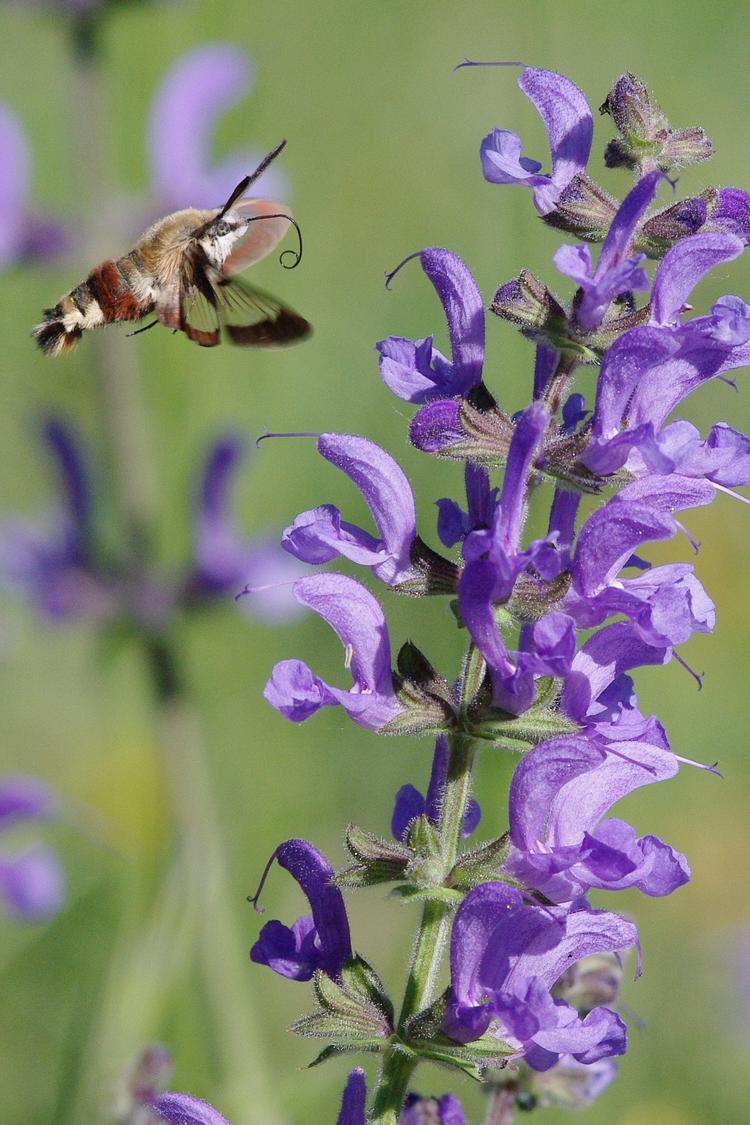 Hemaris fuciformis.