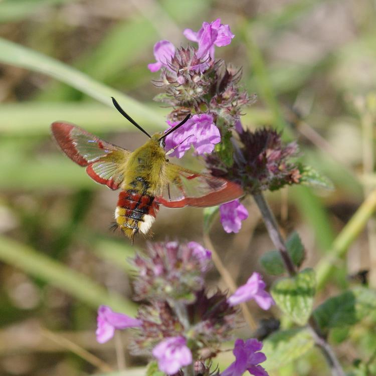 Hemaris fuciformis.