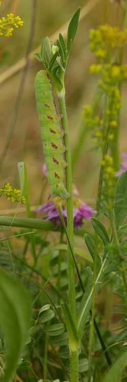 Hemaris tityus.