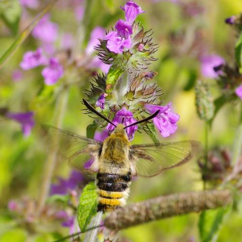 Hemaris tityus.