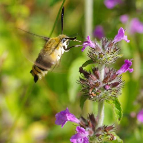 Hemaris tityus.