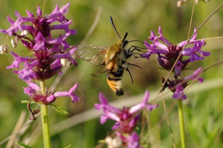 Hemaris tityus.