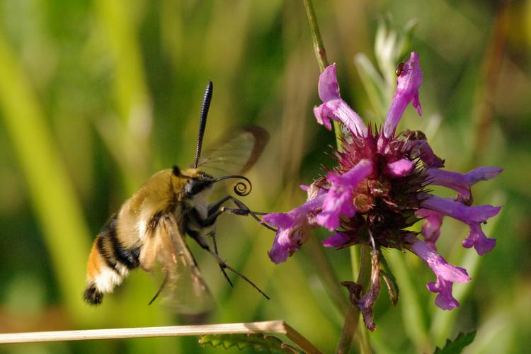 Hemaris tityus.