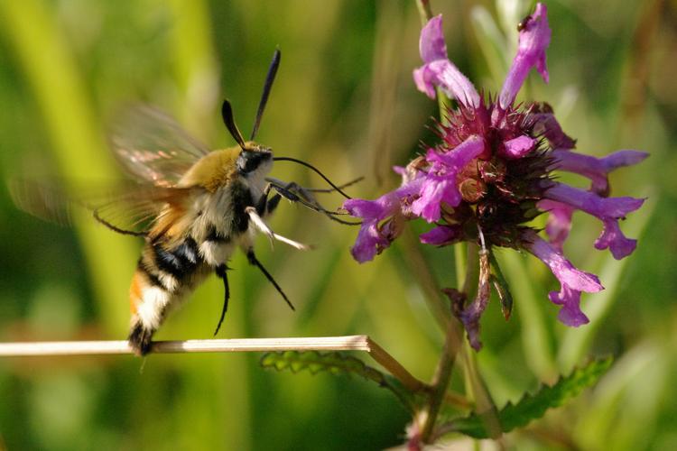 Hemaris tityus.