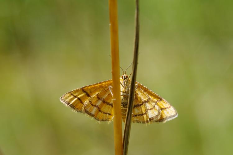 Idaea aureolaria.