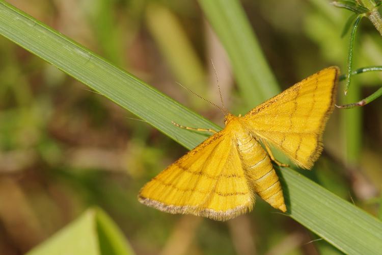 Idaea aureolaria.