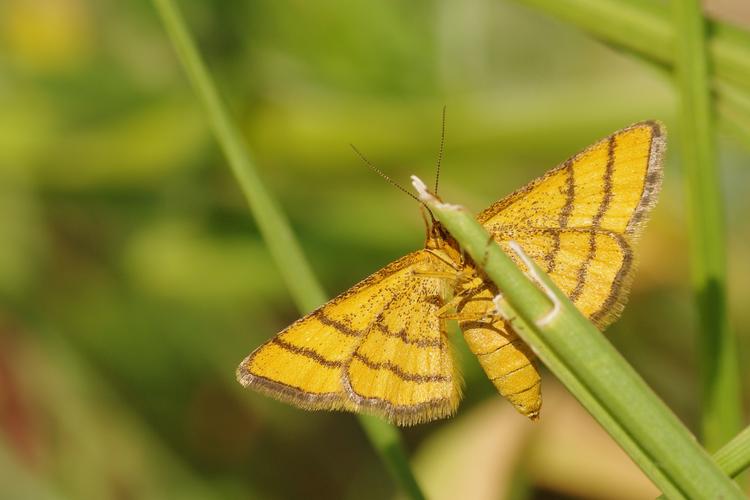 Idaea aureolaria.