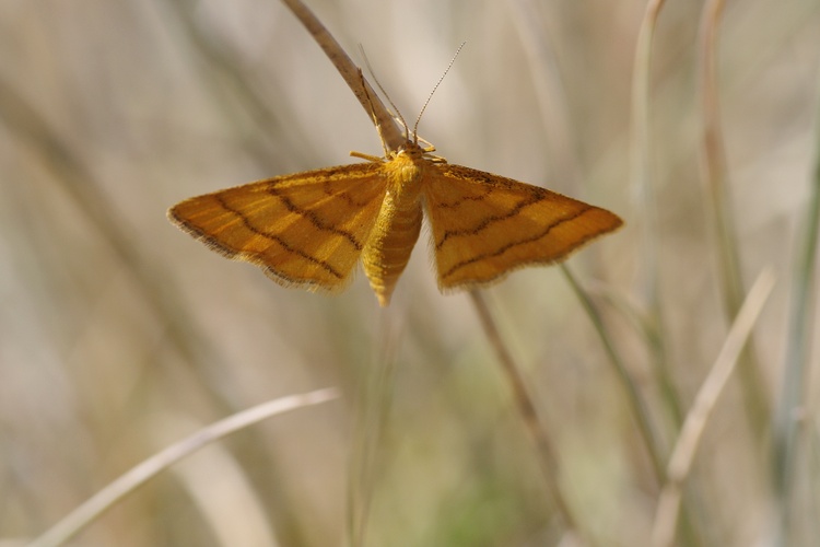 Idaea aureolaria.