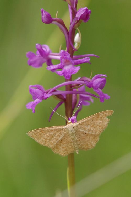 Idaea ochrata.