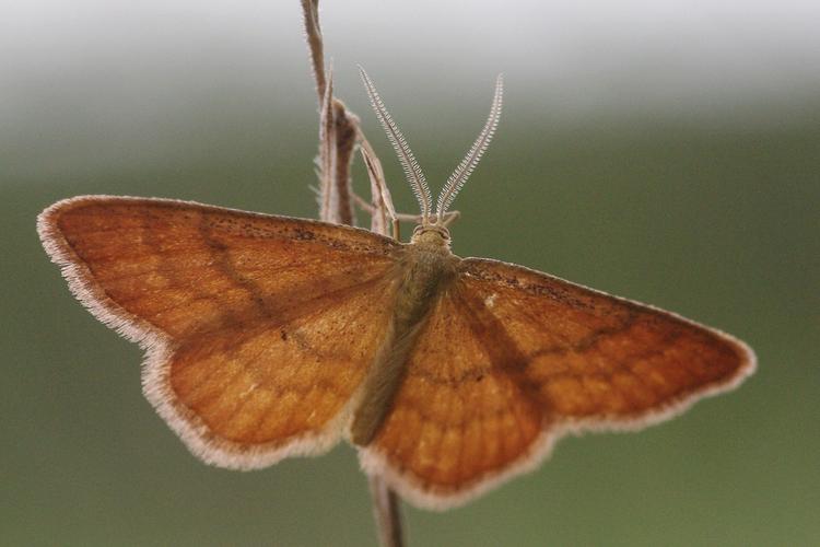 Idaea serpentata.