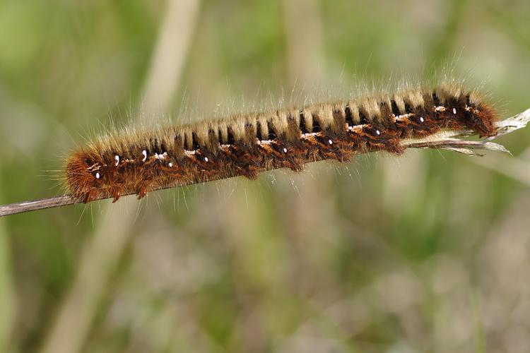 Lasiocampa quercus.