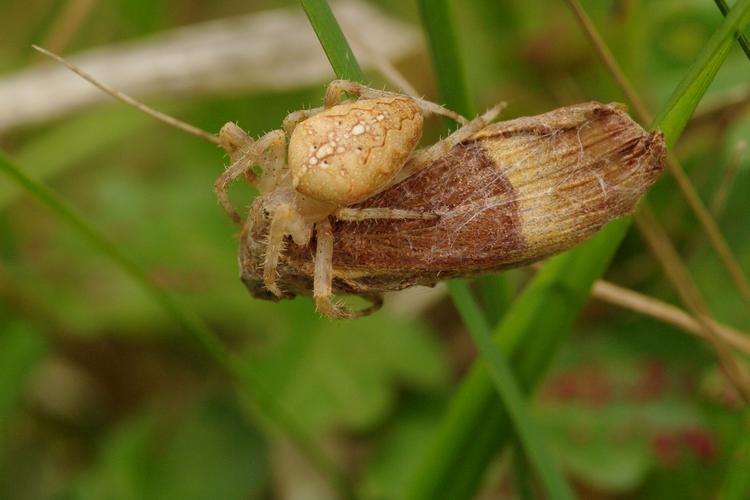 Lasiocampa quercus.