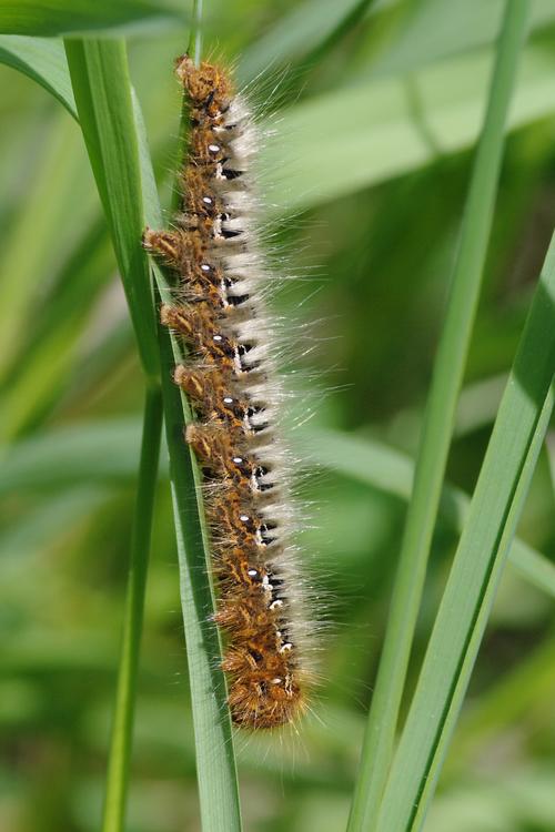 Lasiocampa quercus.