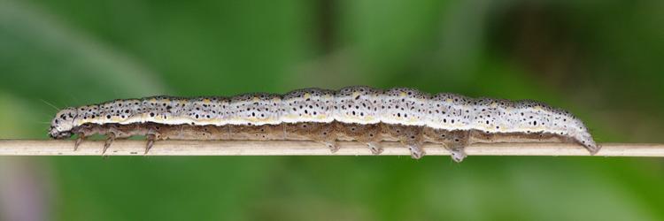 Lygephila pastinum.