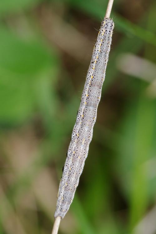 Lygephila pastinum.