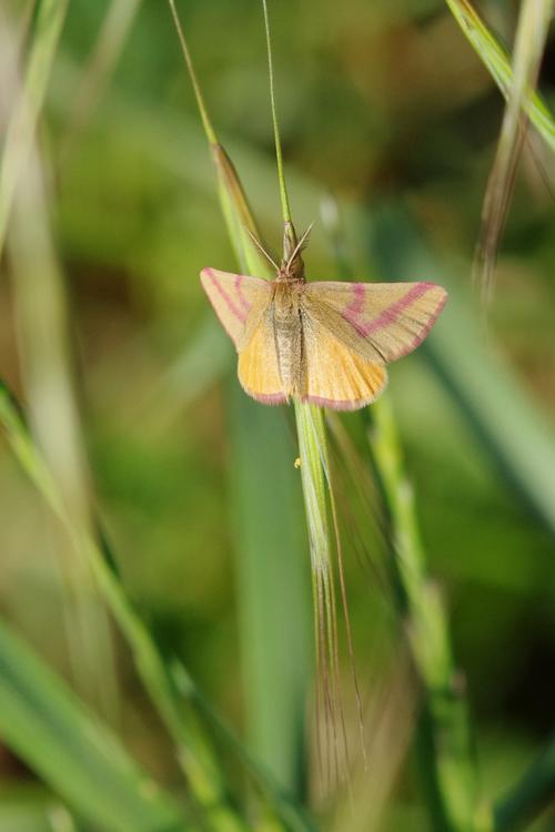 Lythria purpuraria.