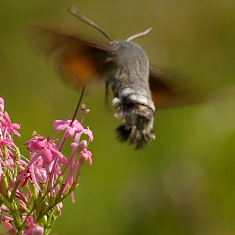 Macroglossum stellatarum.