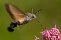 Macroglossum stellatarum.