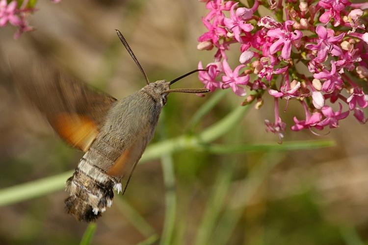 Macroglossum stellatarum.