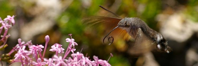 Macroglossum stellatarum.