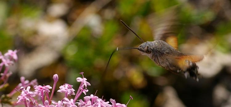 Macroglossum stellatarum.