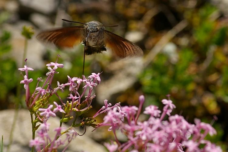 Macroglossum stellatarum.