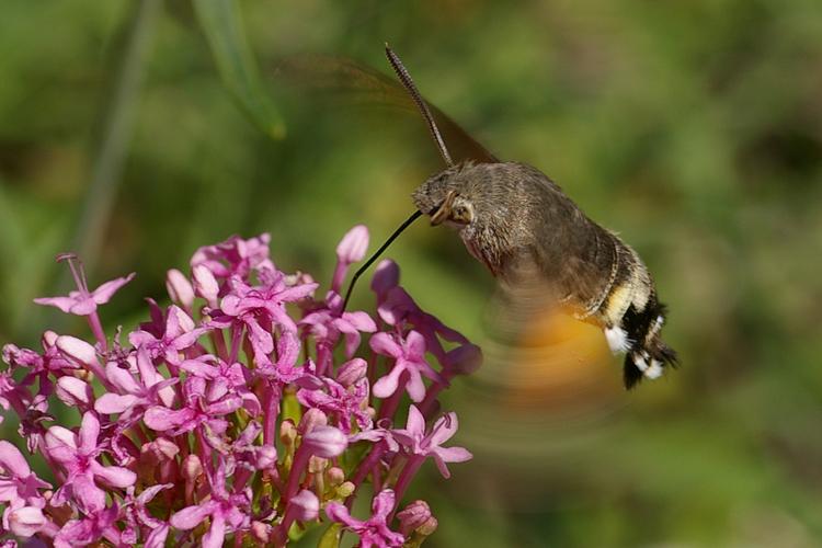 Macroglossum stellatarum.