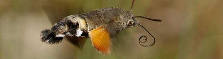 Macroglossum stellatarum.