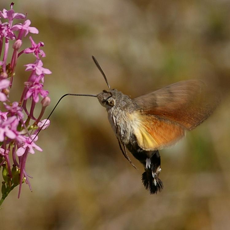 Macroglossum stellatarum.