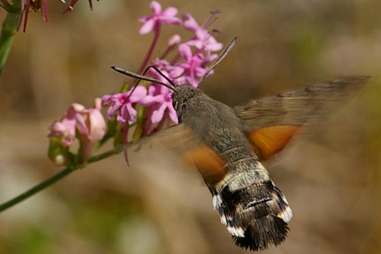 Macroglossum stellatarum.