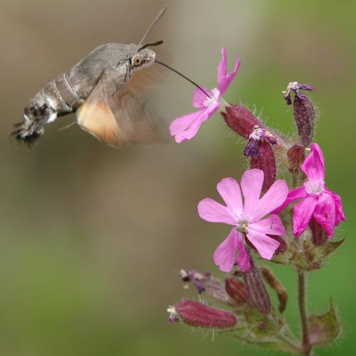 Macroglossum stellatarum.