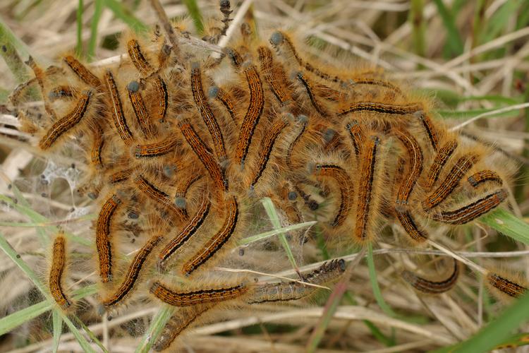 Malacosoma castrensis.